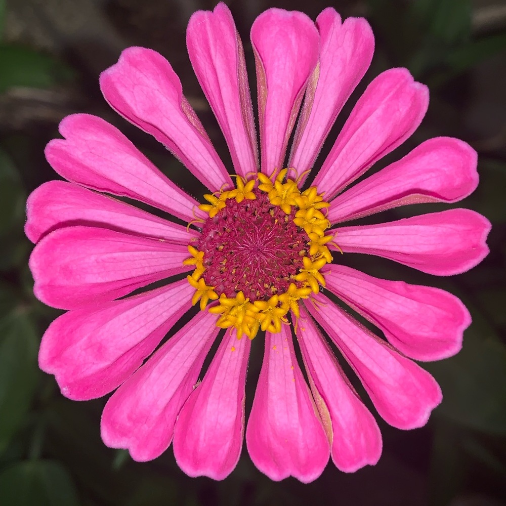 🌺🌸My Garden🌺🌸My Babies🌺🌸 - Picture 6 of 16